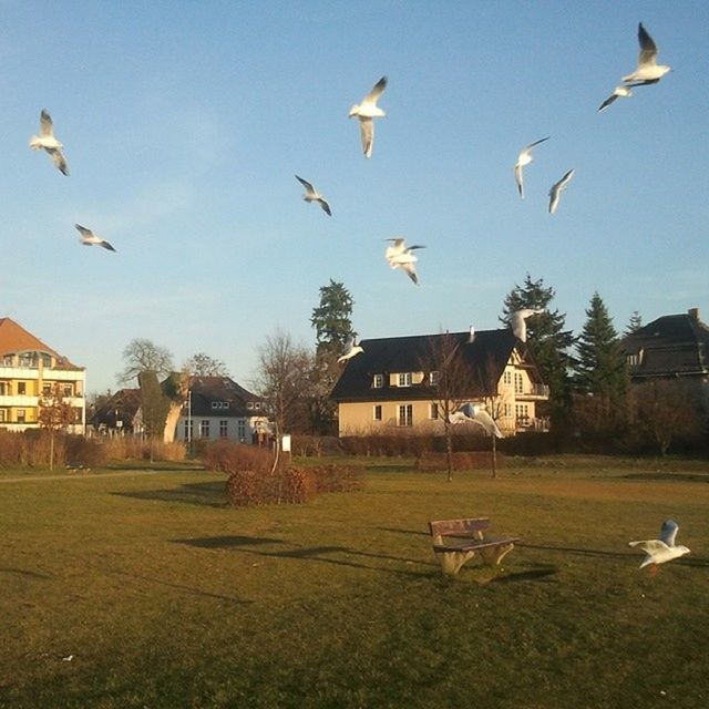 SEAGULLS FLYING OVER SEA