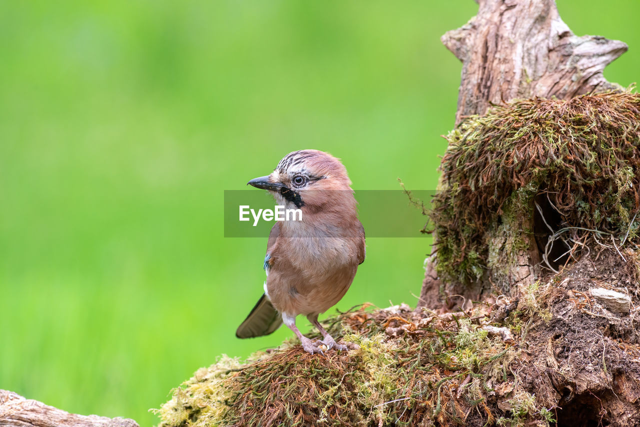 Eurasian jay, garrulus glandarius, perched on a moss covered log against a blurred green background