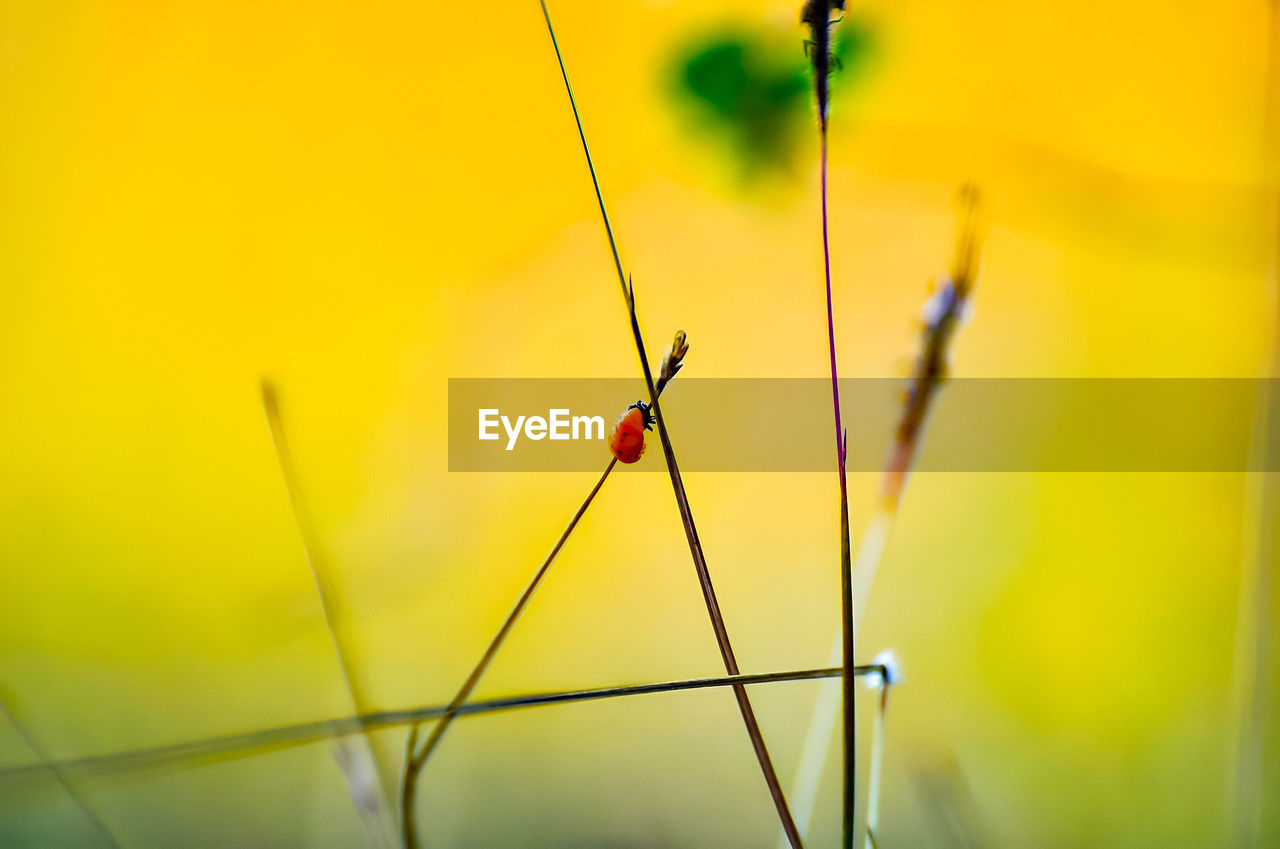yellow, green, sunlight, macro photography, plant, nature, line, no people, flower, leaf, close-up, beauty in nature, grass, focus on foreground, light, plant stem, branch, outdoors, growth, selective focus, day