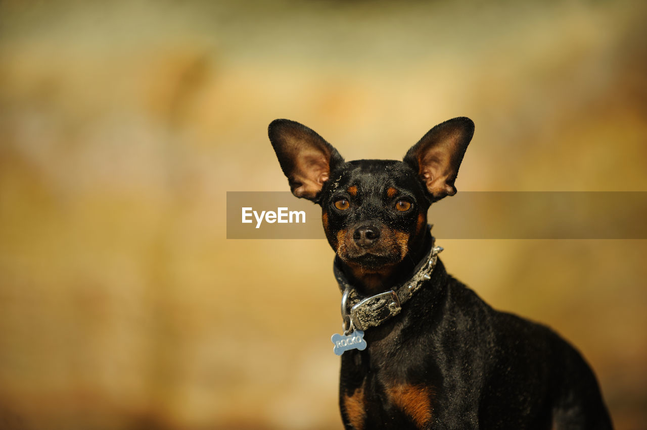 Portrait of miniature pinscher