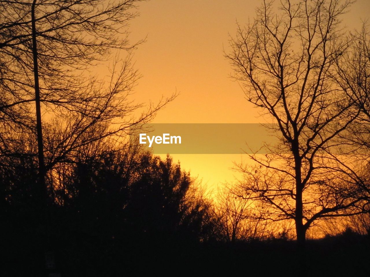 SILHOUETTE TREES AGAINST SKY AT SUNSET