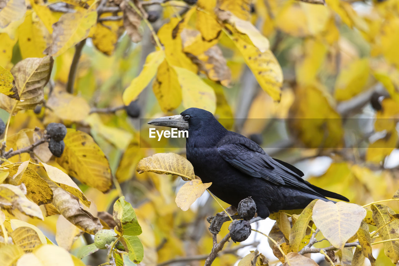 A raven crow sits in a walnut tree and steals nuts