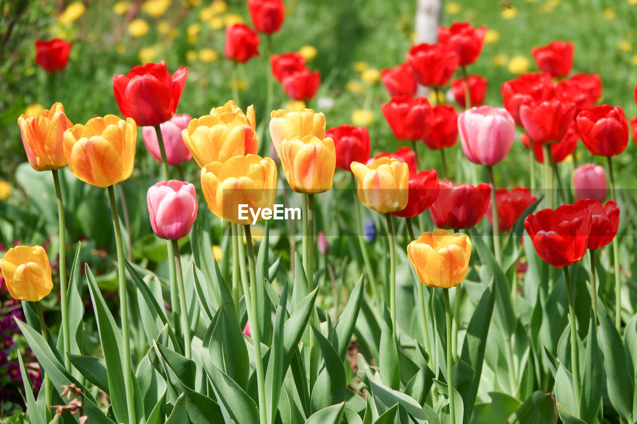 CLOSE-UP OF RED TULIPS