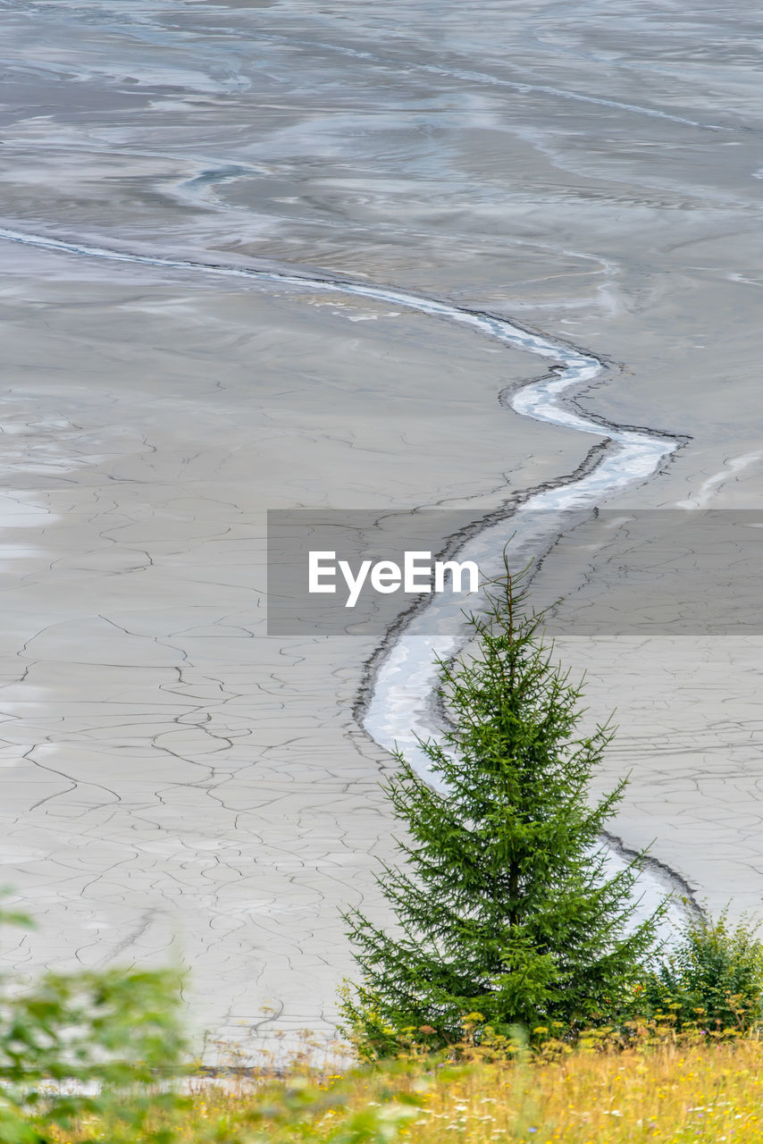 HIGH ANGLE VIEW OF WET TREE ON SHORE