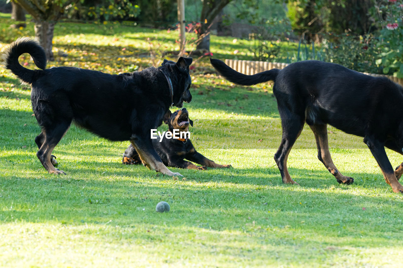 BLACK DOG STANDING IN A GRASS