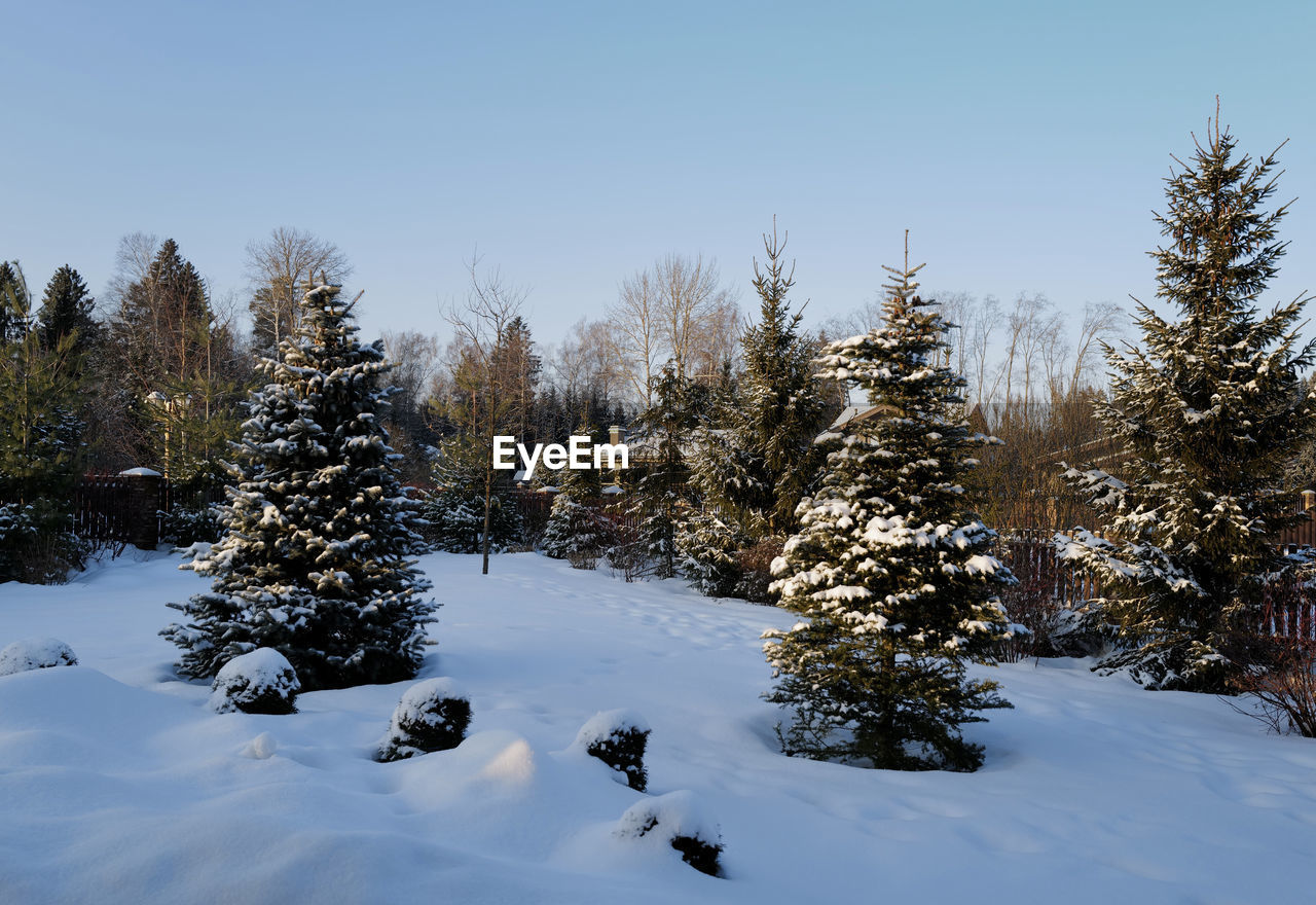 tree, snow, winter, cold temperature, plant, nature, coniferous tree, pine tree, sky, scenics - nature, pinaceae, beauty in nature, forest, environment, land, footwear, landscape, tranquil scene, mountain, tranquility, non-urban scene, no people, pine woodland, fir, blue, frozen, spruce, woodland, day, wilderness, outdoors, clear sky, white, christmas tree, mountain range, travel, remote