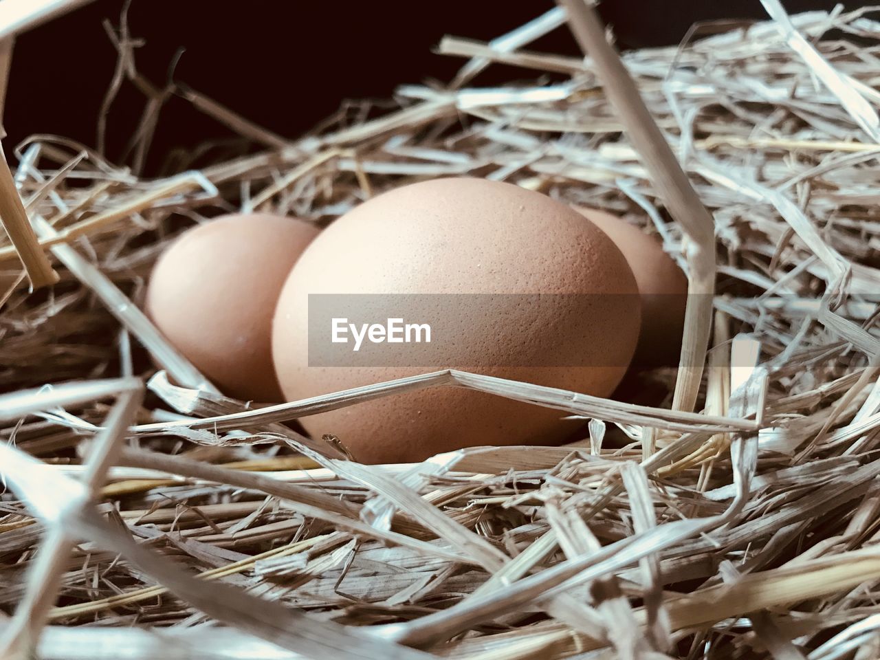 Close-up of eggs in nest