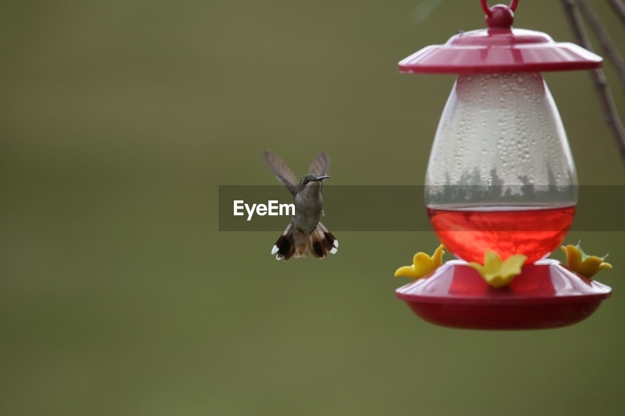 Hummingbird flying by bird feeder in yard