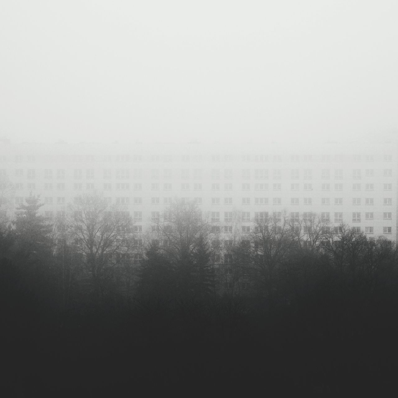 Trees against buildings during foggy weather