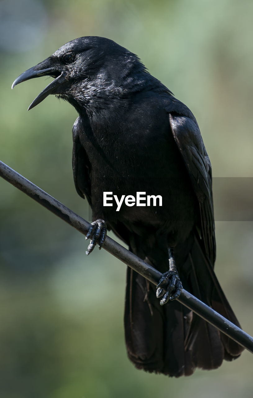 Raven arrives on the backyard deck