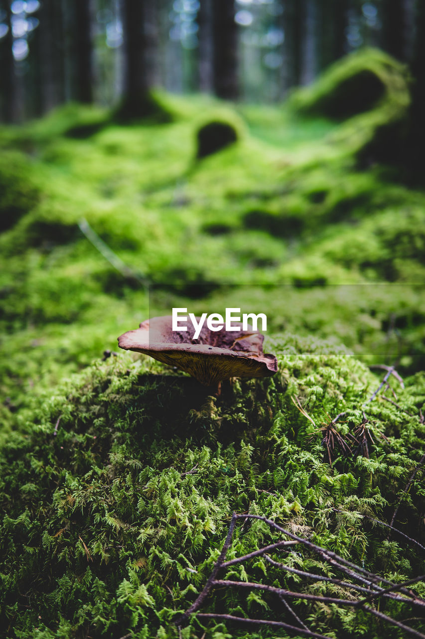 Close-up of mushroom growing in forest