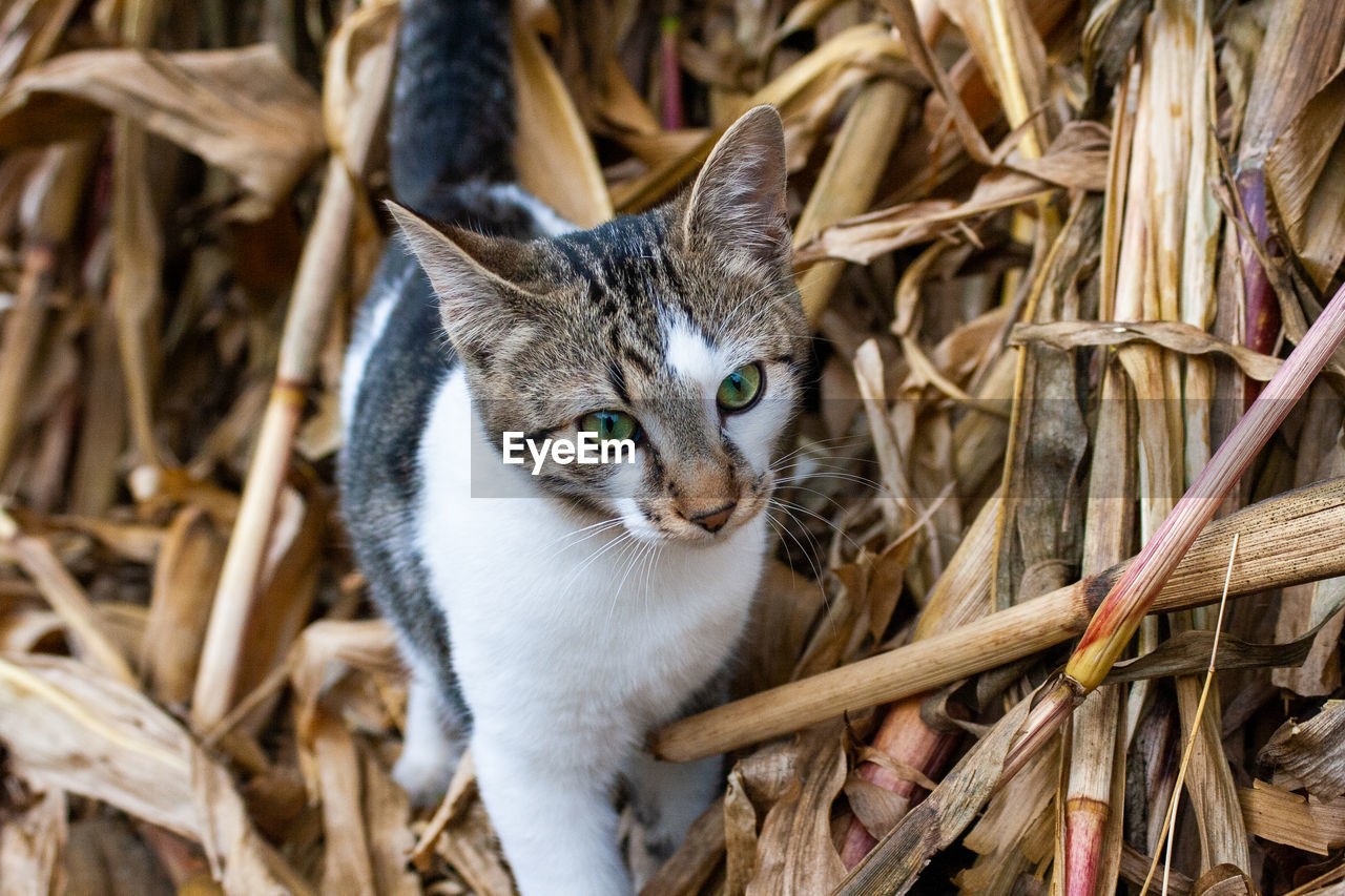 Portrait of cat by dry plants