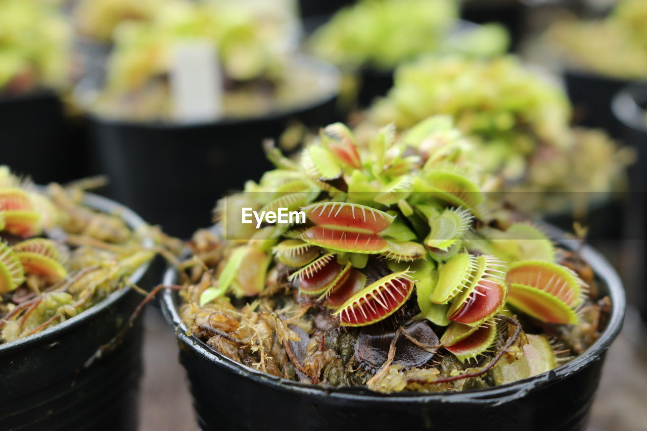 Close-up of potted venus flytrap