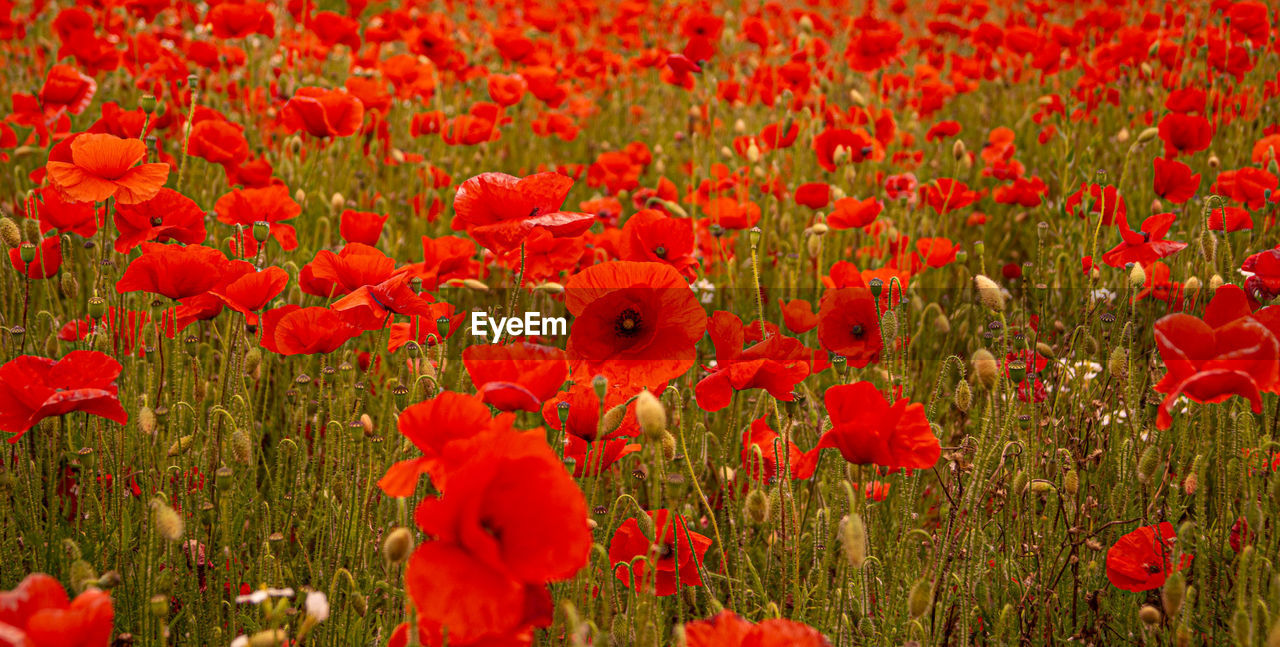 CLOSE-UP OF RED POPPY FLOWERS GROWING ON FIELD