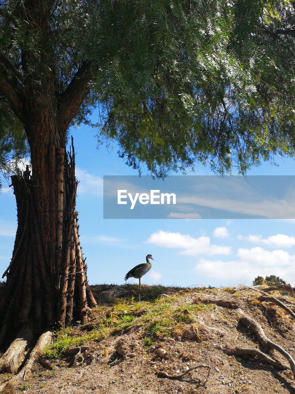 BIRD PERCHING ON A ROCK