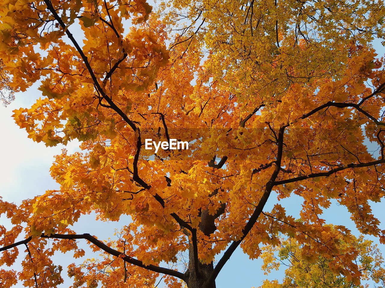 LOW ANGLE VIEW OF AUTUMNAL TREE