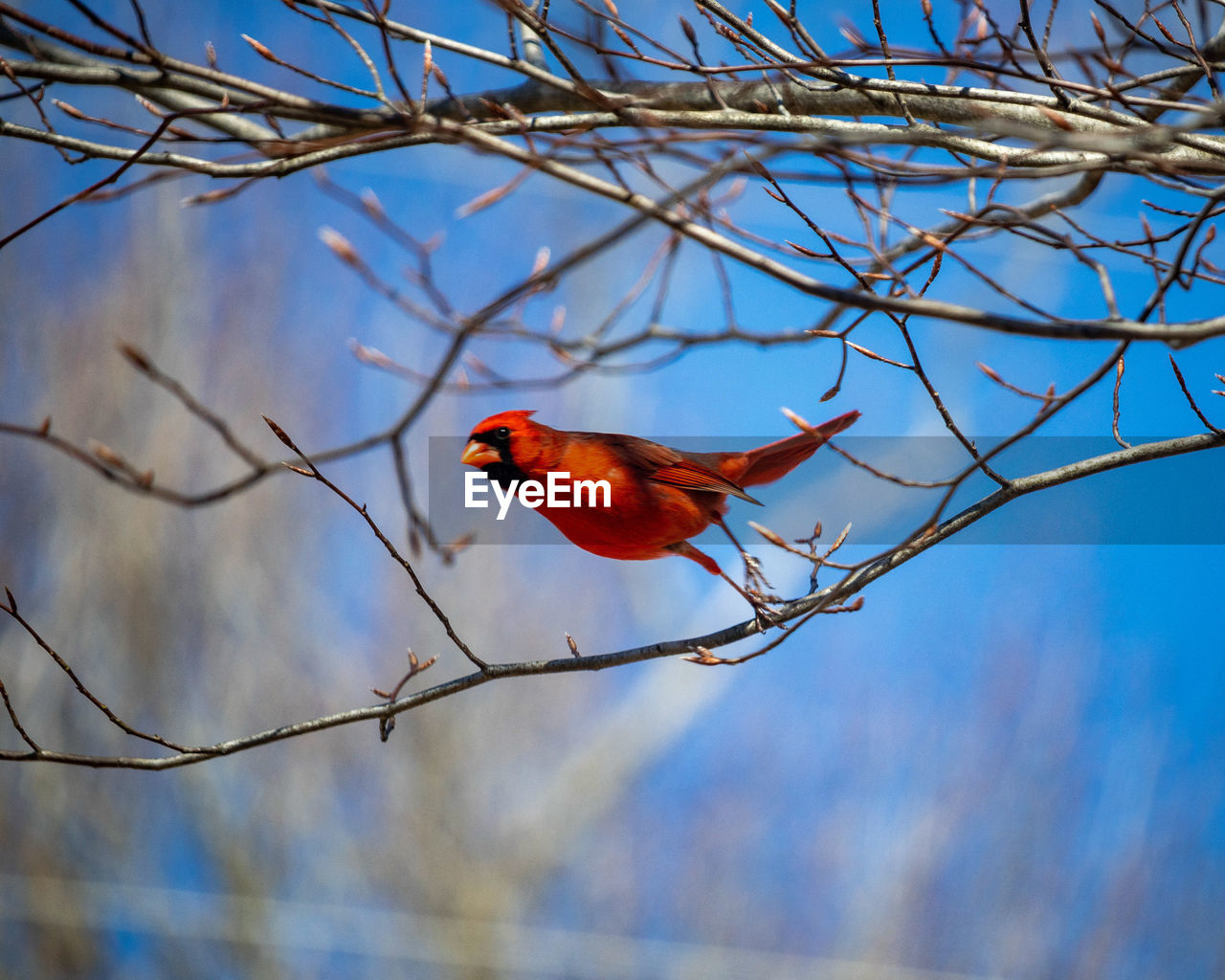 LOW ANGLE VIEW OF BIRD PERCHING ON TREE