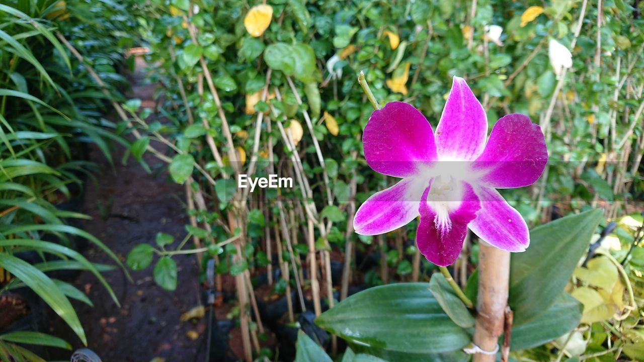 CLOSE-UP OF FLOWER BLOOMING