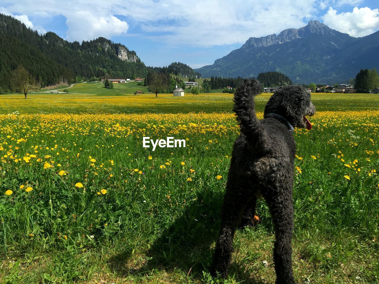 SCENIC VIEW OF YELLOW FLOWERING PLANTS ON FIELD AGAINST SKY