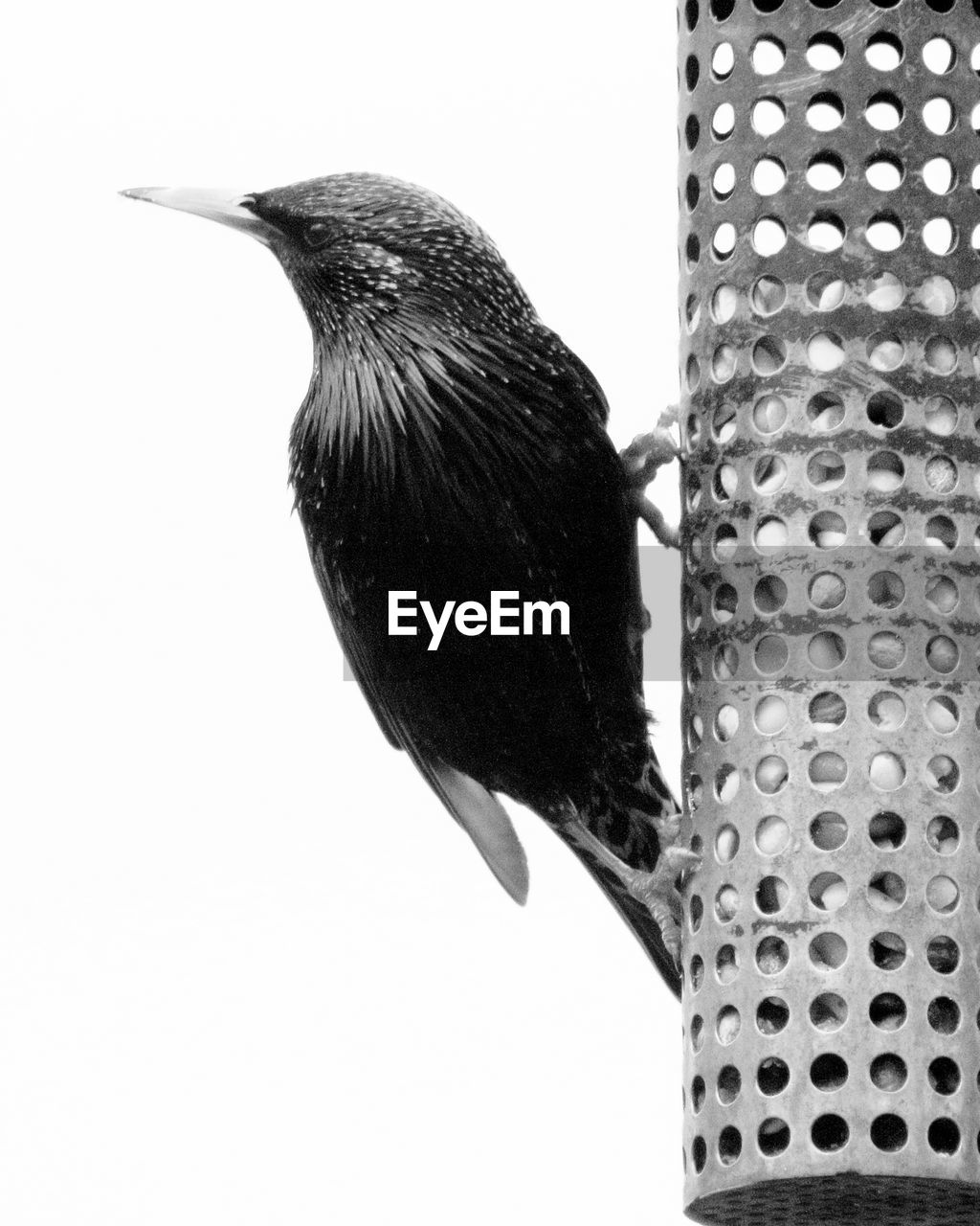 LOW ANGLE VIEW OF BIRD PERCHING ON CABLE