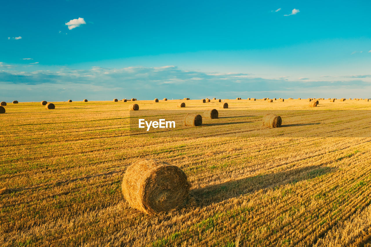 landscape, agriculture, land, environment, hay, field, bale, sky, rural scene, nature, scenics - nature, farm, plant, crop, plain, harvesting, beauty in nature, cloud, horizon, tranquil scene, tranquility, grassland, sunlight, cereal plant, summer, grass, no people, horizon over land, blue, sunset, gold, idyllic, urban skyline, soil, circle, geometric shape, sun, twilight, meadow, outdoors, shape, prairie, non-urban scene, food, straw, day, dusk, yellow, in a row, growth, sunny, rural area, tree, environmental conservation, barley, abundance, dramatic sky, hill, rolled up, cloudscape, social issues, corn, seed, travel, vibrant color, sunbeam, multi colored, silhouette, food and drink