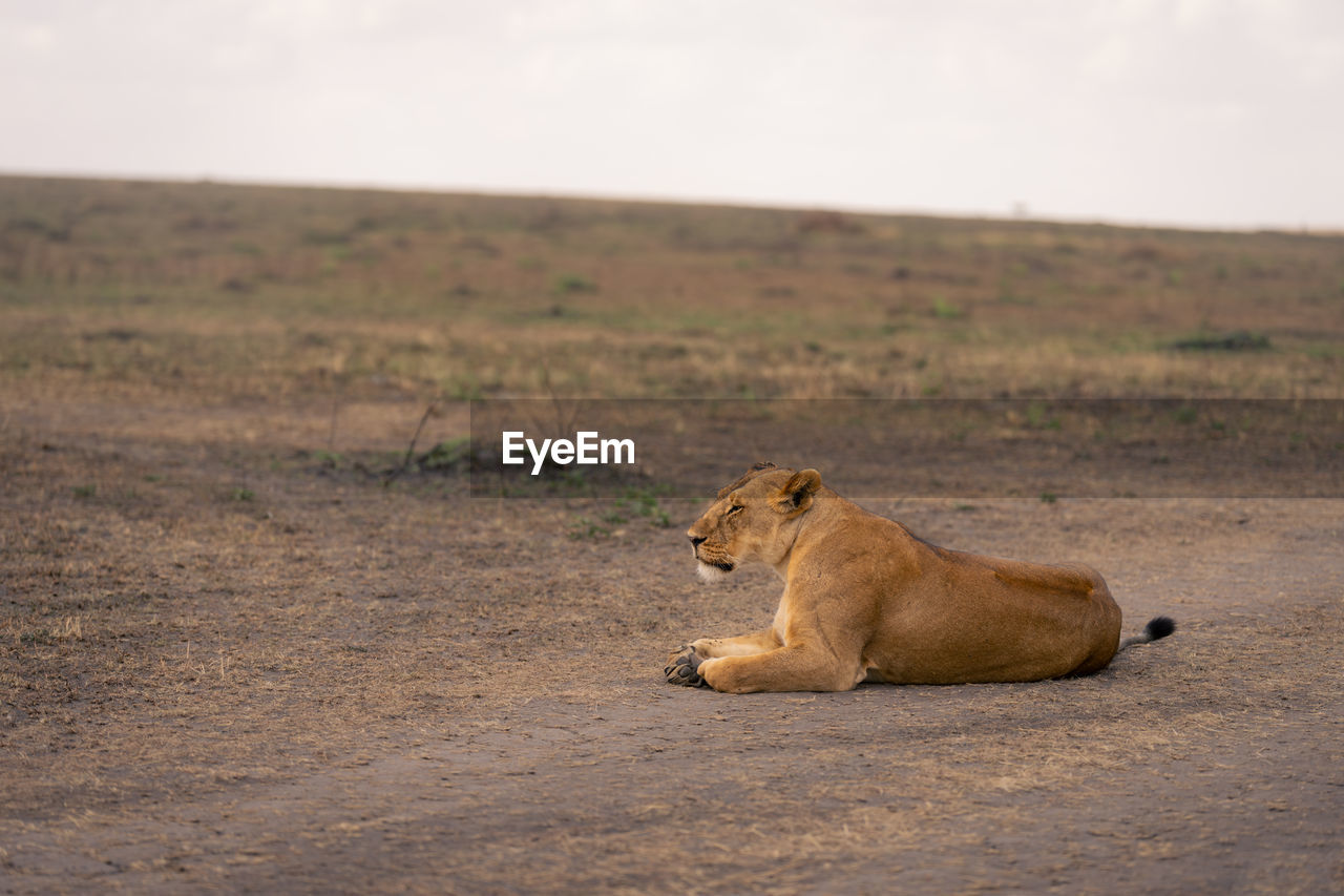 lioness sitting on rock