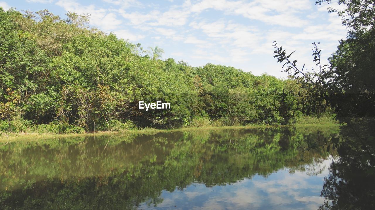 Scenic view of lake in forest against sky