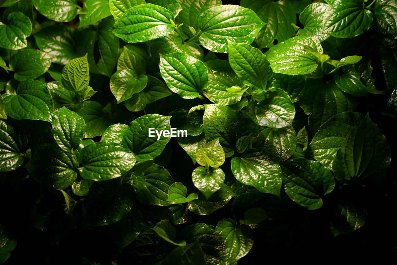 CLOSE-UP OF FRESH GREEN LEAVES