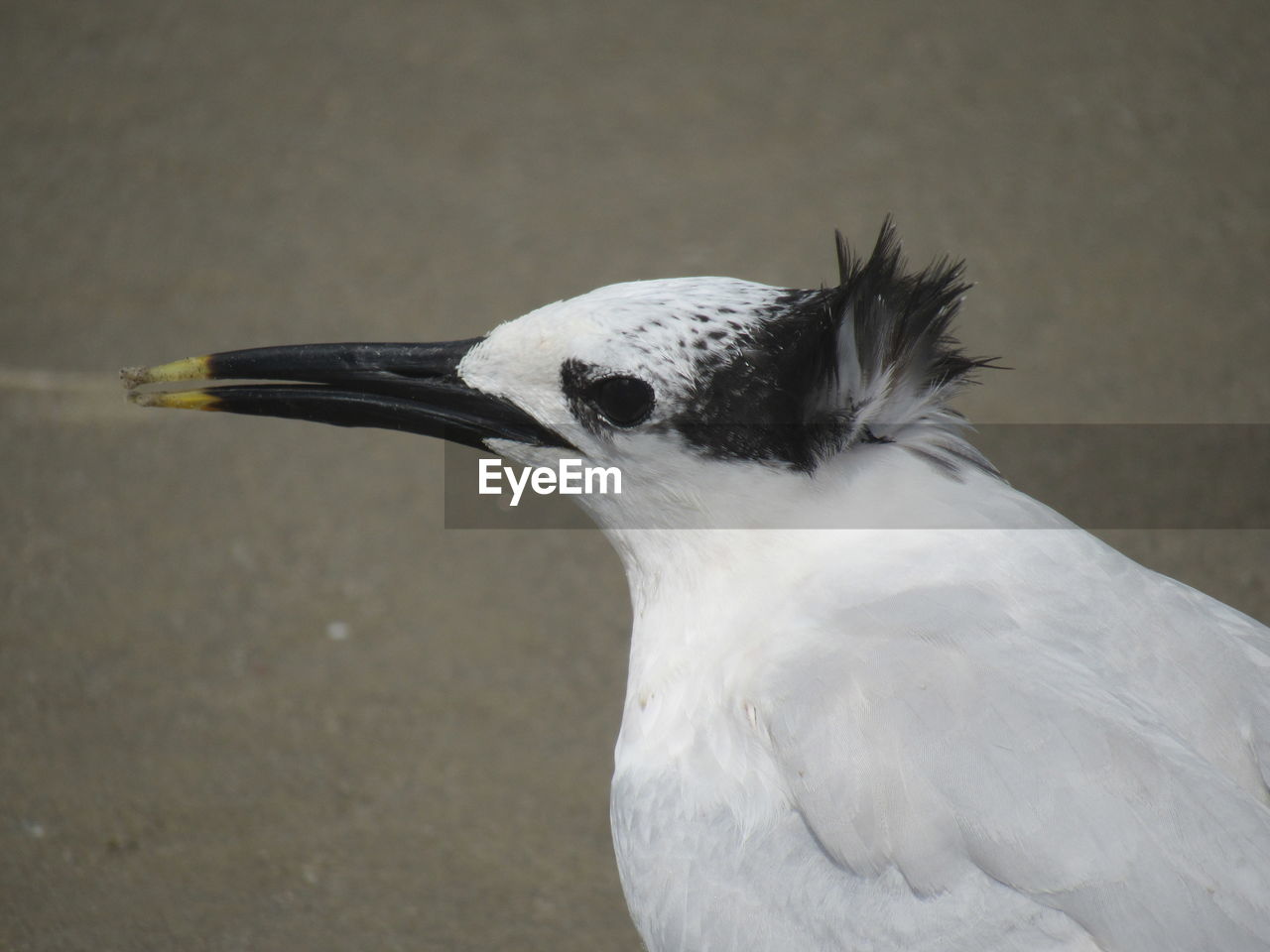 CLOSE-UP OF BIRD PERCHING ON GROUND