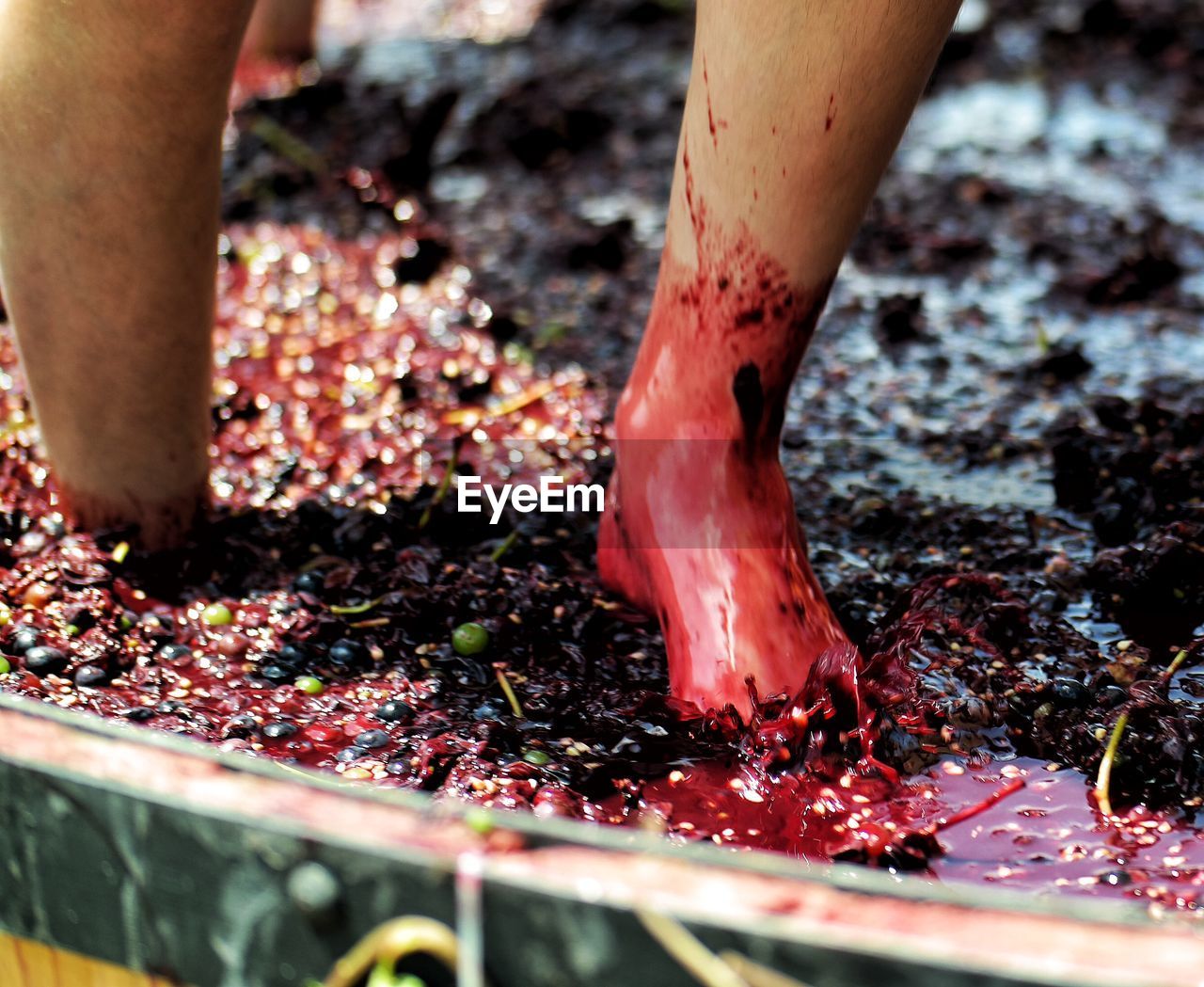 Low section of person stomping grapes at winery