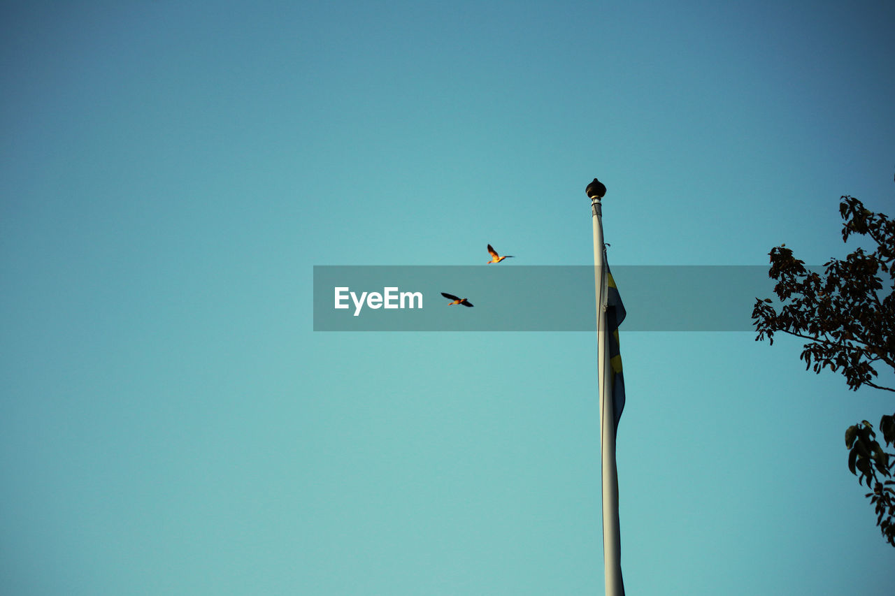 Low angle view of birds flying in sky