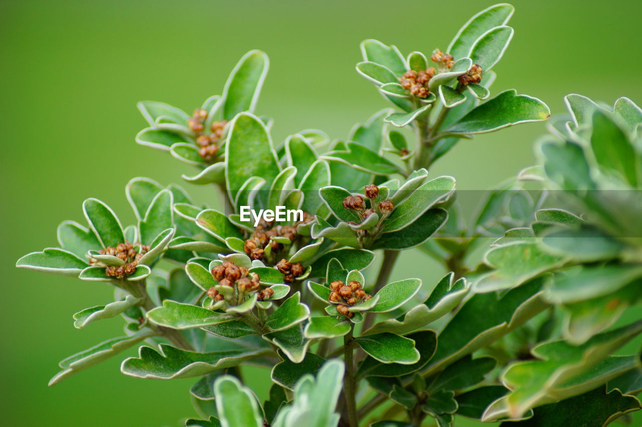 CLOSE-UP OF FLOWER BUDS