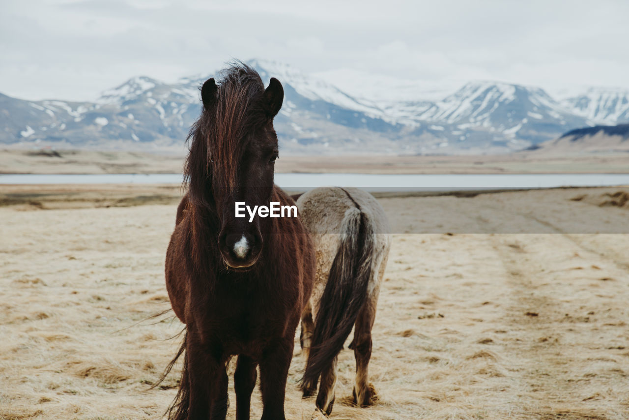 Horse standing on grass against sky