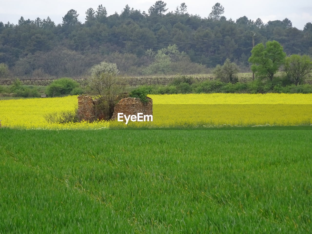 TREES ON GRASSY FIELD