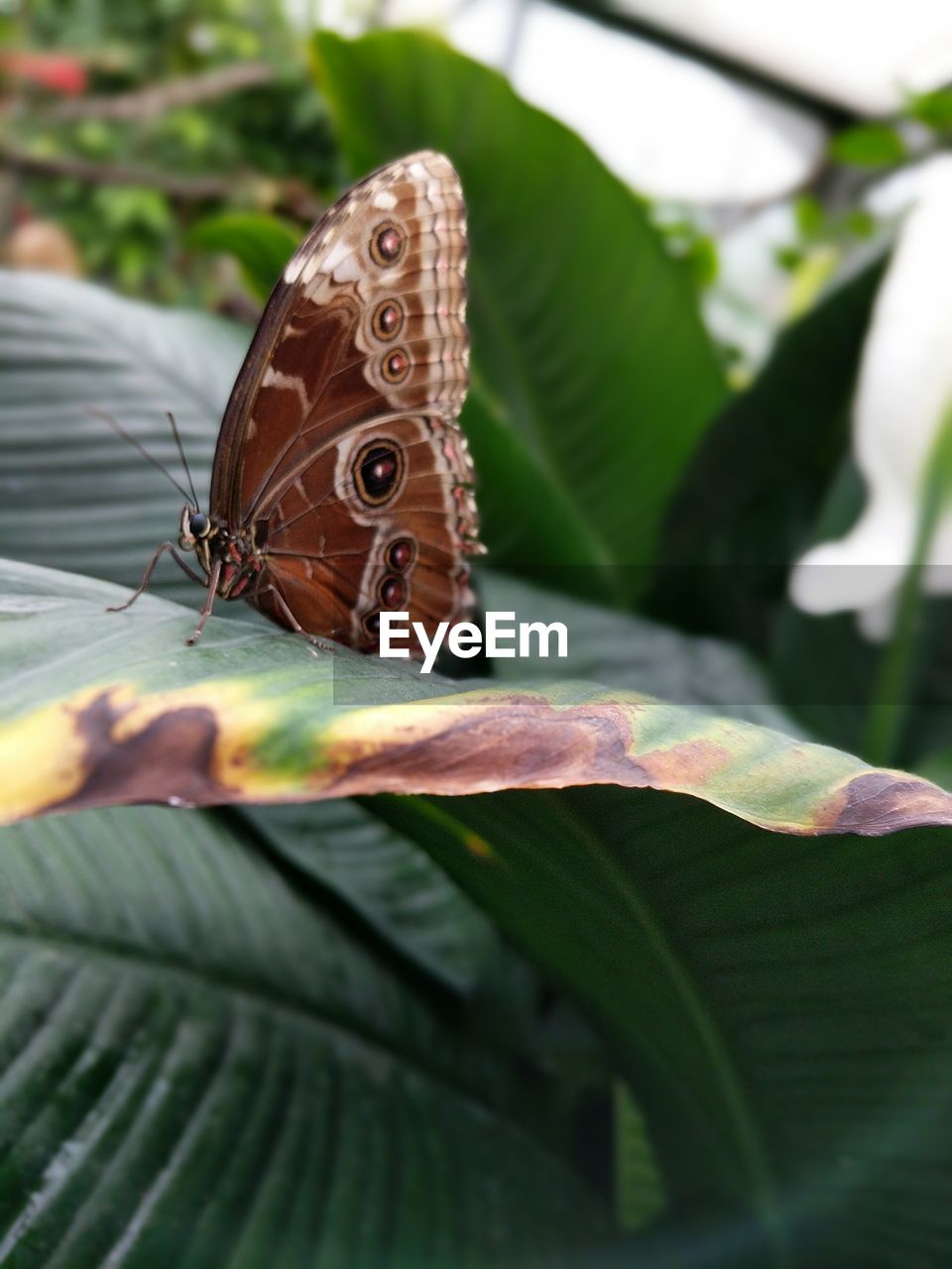 CLOSE-UP OF BUTTERFLY PERCHING ON LEAF OUTDOORS