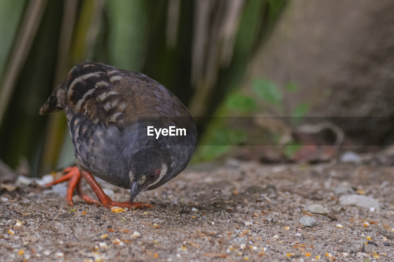 CLOSE-UP OF BIRD PERCHING ON GROUND