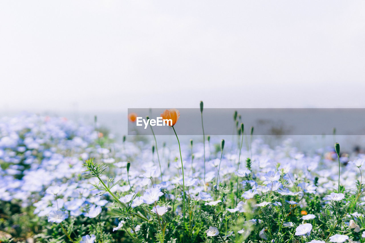 Close-up of flowering plants on field