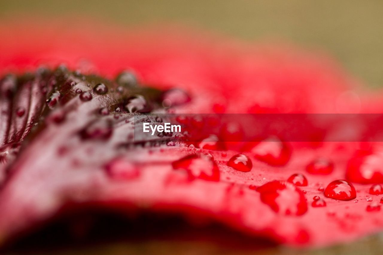 Close-up of wet red rose