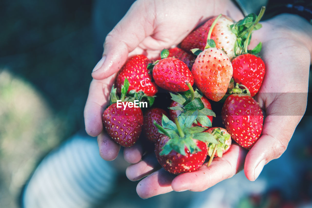 MIDSECTION OF PERSON HOLDING STRAWBERRIES