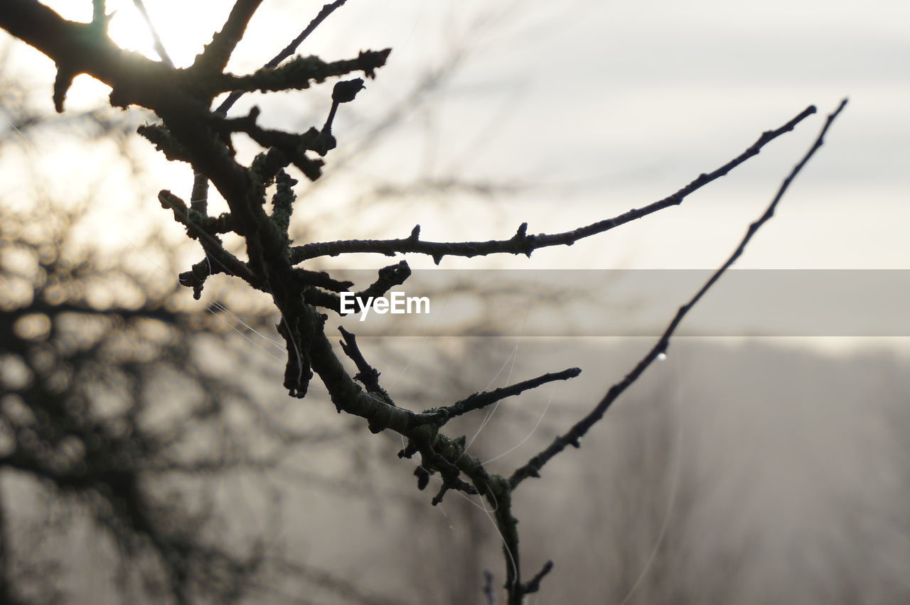 Close-up of dead plant against sky