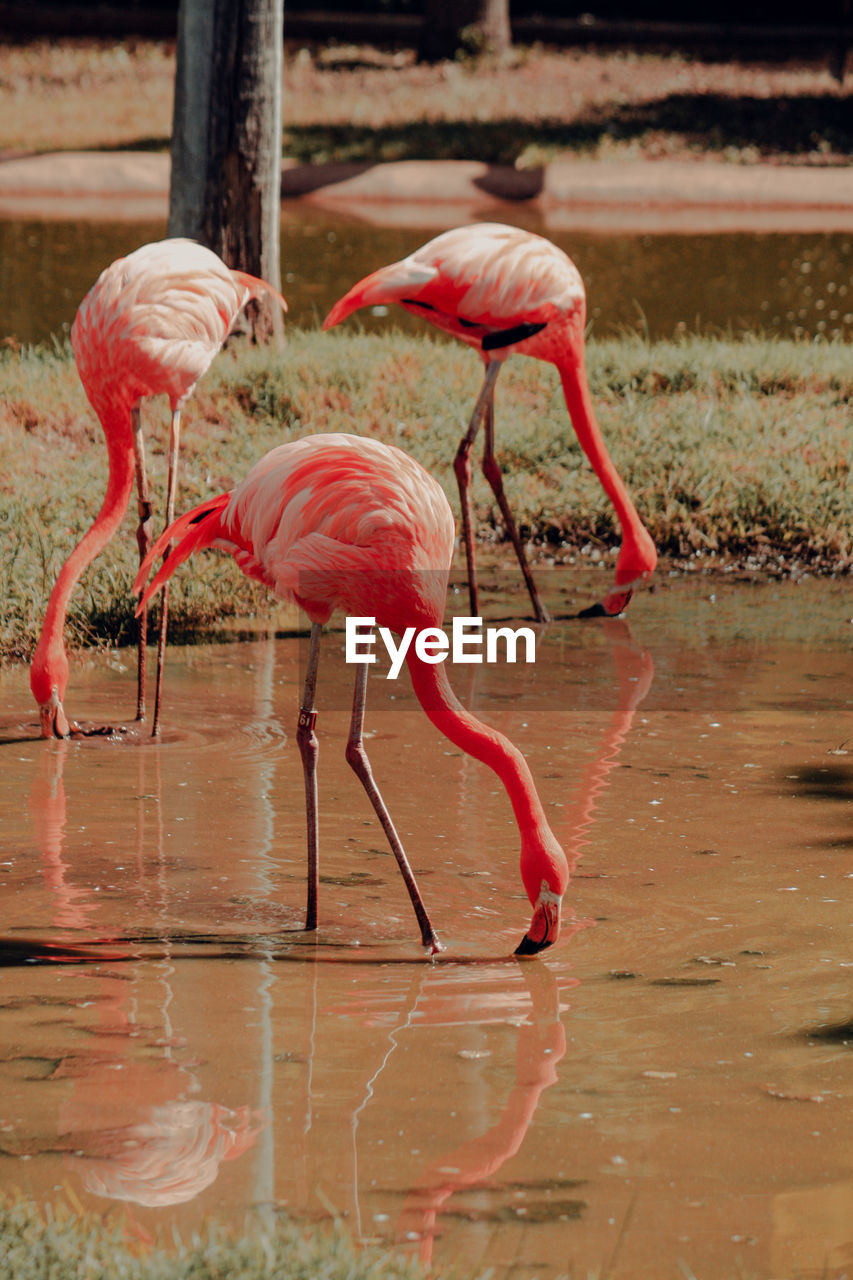 VIEW OF TWO BIRDS IN WATER