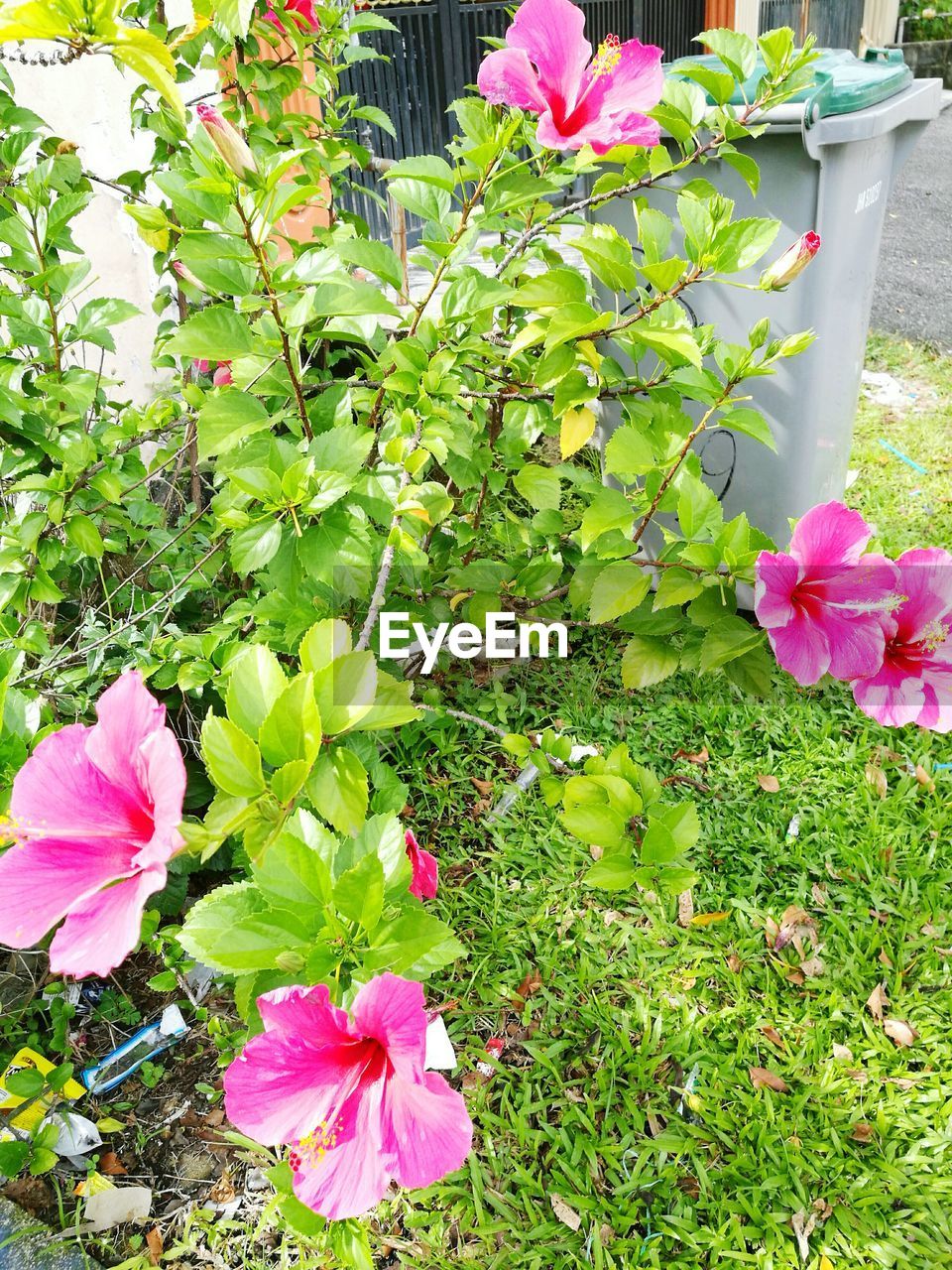 CLOSE-UP OF PINK FLOWERS GROWING IN PLANT