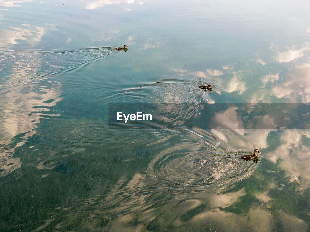 High angle view of duck  birds swimming in sea