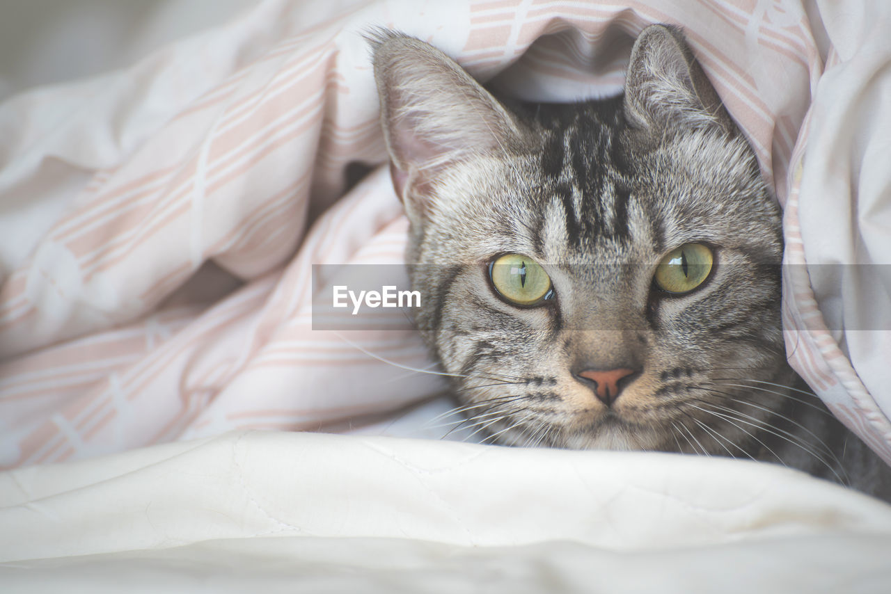 PORTRAIT OF CAT LYING ON BED