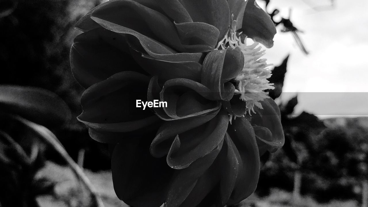 CLOSE-UP OF FLOWERS