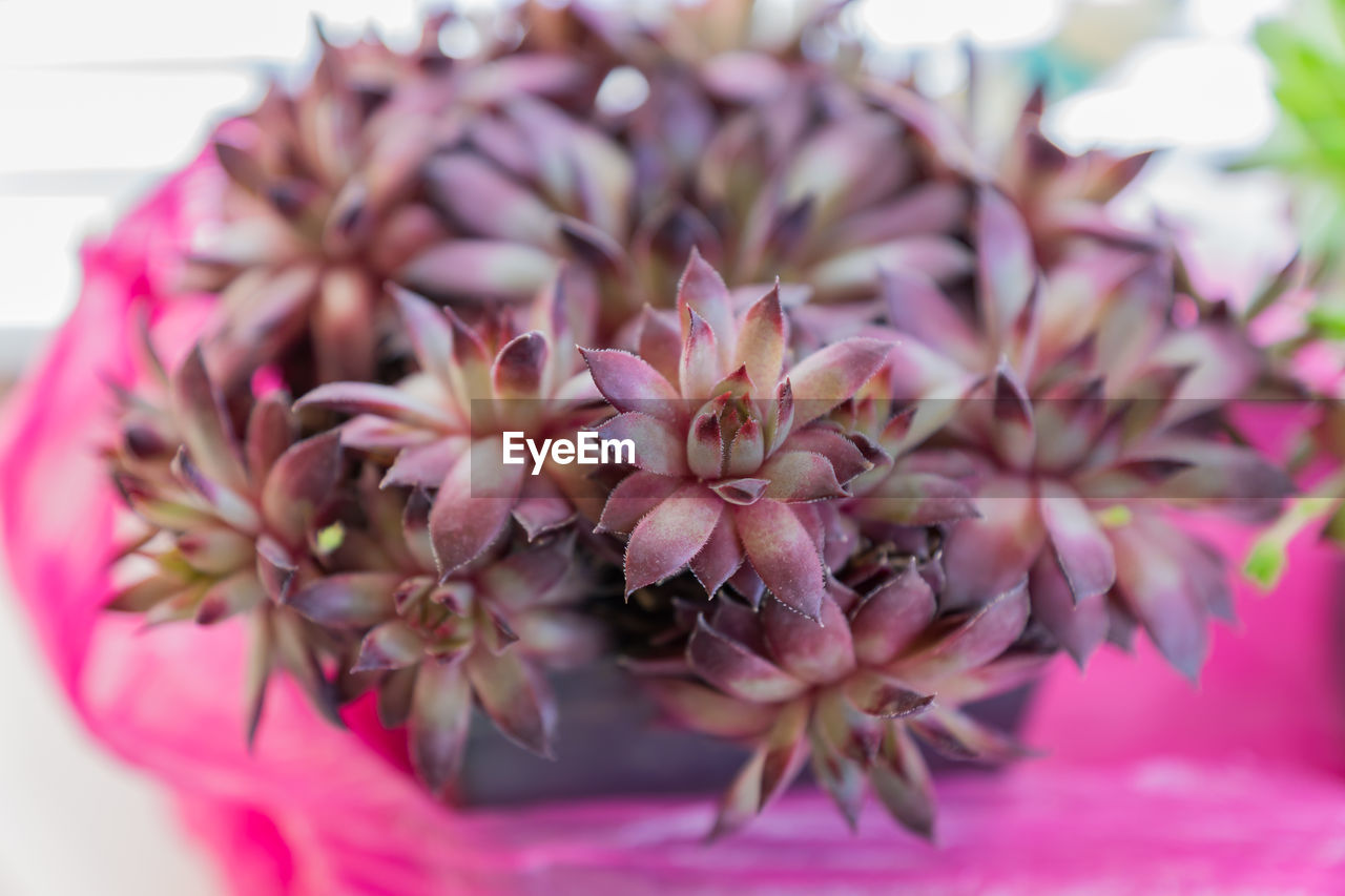 Close up of succulent plant houseleek sempervivum in a pot