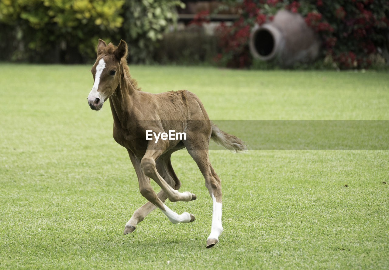 HORSE ON A FIELD