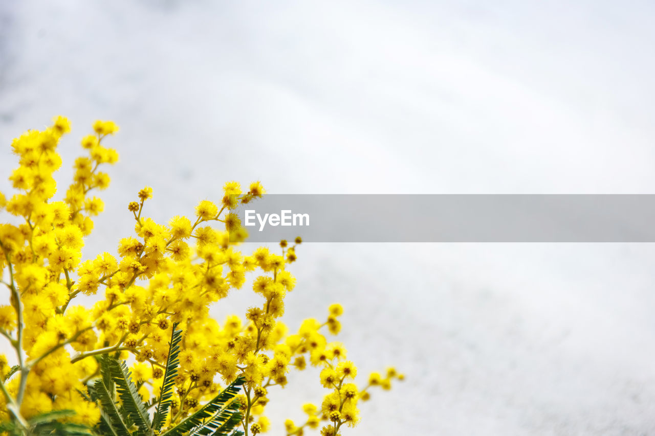 CLOSE-UP OF FRESH YELLOW FLOWERING PLANT AGAINST SKY