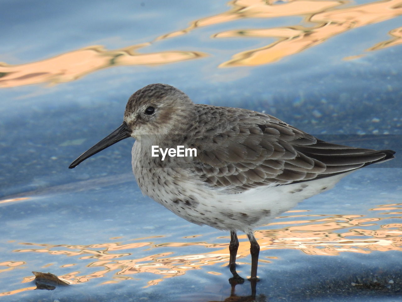 animal themes, bird, animal, animal wildlife, sandpiper, wildlife, one animal, calidrid, redshank, nature, red-backed sandpiper, water, beak, winter, no people, gull, full length, day, seagull, outdoors, beauty in nature, cold temperature, snow, focus on foreground, side view