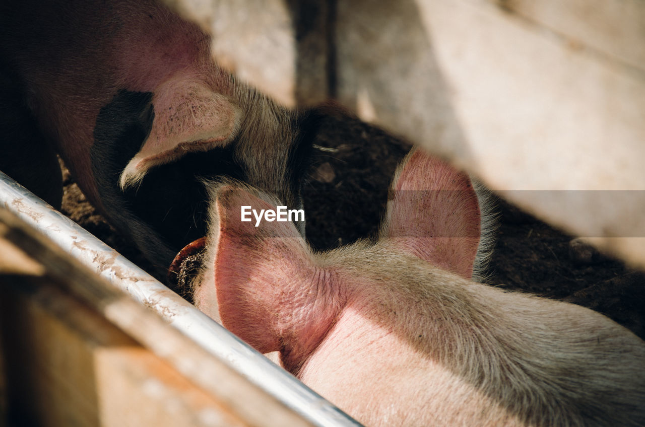 High angle view of pigs in animal pen